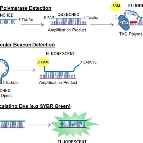 The Nucleic Acid Sequence Based Amplification Process Including The