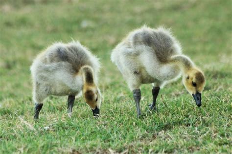 Two Canada Goose Goslings Eating Free Stock Photo Public Domain Pictures