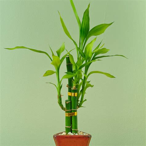 Lucky Bamboo Vastu Tips বাড়ি অফিসে লাকি ব্যাম্বু রেখেছেন সঠিক