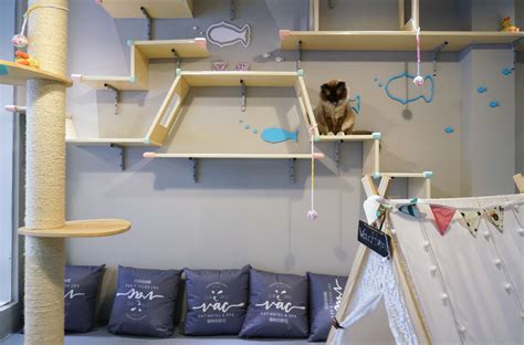 The Rise Of Luxury Pet Hotels The China Project