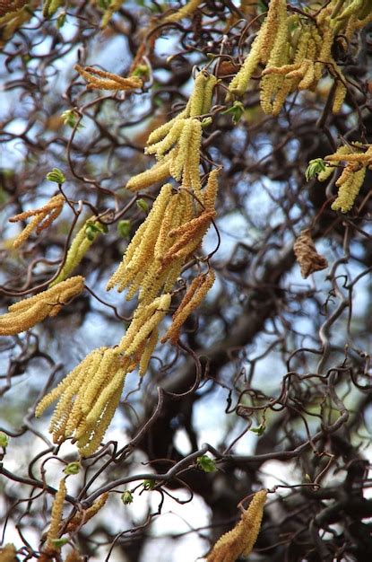 Premium Photo Close Up Of Flowering Plant Hanging On Tree