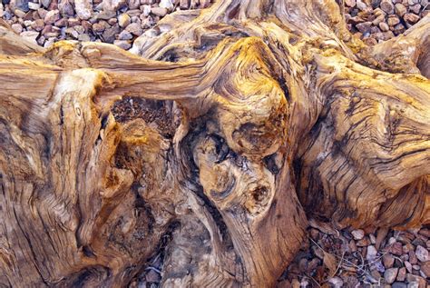 Banco De Imagens árvore Natureza Rocha Ramo Plantar Madeira