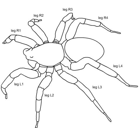 Basic Spider Anatomy