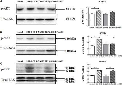 Phosphorylation Of Akt Erk And Enos In Huvecs And Hasmcs Following Download Scientific Diagram