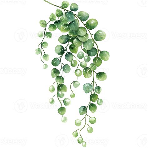 Green watercolor hanging plant with small round leaves and stems