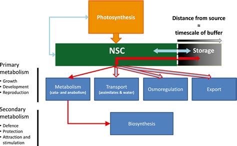 Understanding The Roles Of Nonstructural Carbohydrates In Forest Trees