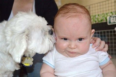 Always with the Kissing! #dog #baby Kiss Funny, Funny Baby Gif, Funny ...