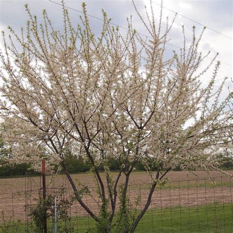 Prunus Americana American Plum Native Forest