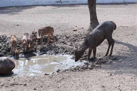 Red Deer Drinking Water Forest Stock Photos - Free & Royalty-Free Stock Photos from Dreamstime