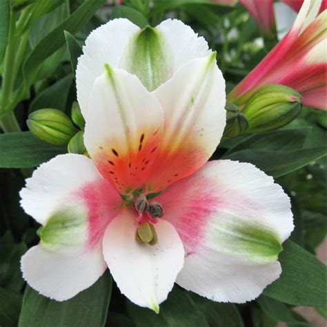 Alstroemeria Inca Lucky Micro Princess Lily Pink And White Dwarf