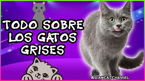 Descubriendo El Profundo Significado Espiritual Del Gato Gris Un