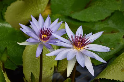 Waterlily Nymphaea 1 Queen Elizabeth II Royal Botanic Park