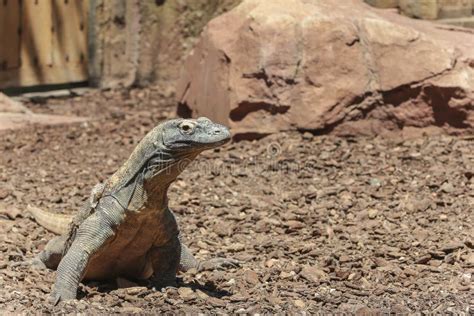 Comodo Dragon In Wildlife Stock Photo - Image: 44987666