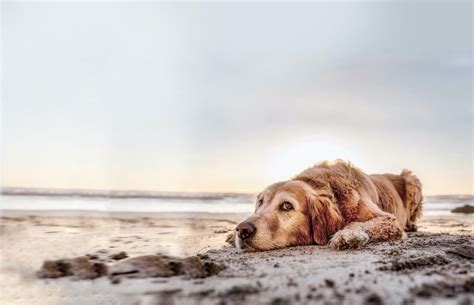 Zahlreiche Ferien Unterk Nfte F R Deinen N Chsten Urlaub Mit Hund In