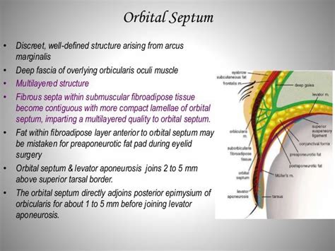 Orbital Septum Anatomy