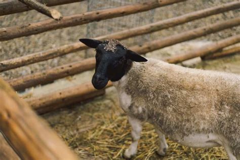 Dorper Sheep Farming In Kenya Raising From Scratch For Breeding To