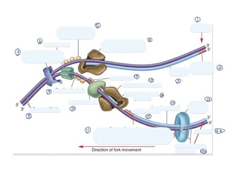 Bacterial DNA Replication (EXAM 2) Diagram | Quizlet 