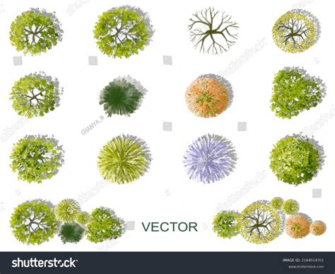 vector watercolor blooming tree top view stock vector royalty