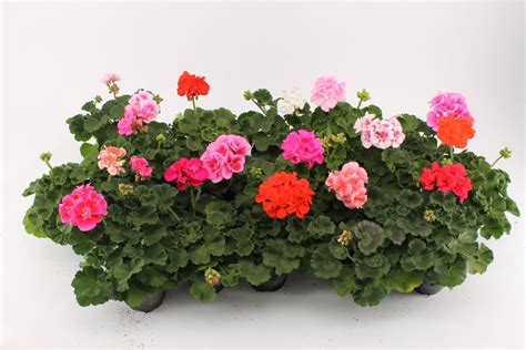 Pelargonium ZONALE MIX Plant Wholesale FlorAccess