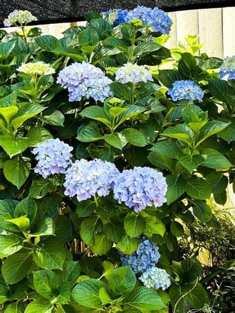 The Secret To Growing Gorgeous Hydrangeas Wm Design House