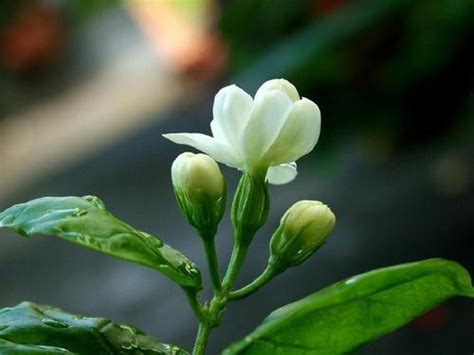 盛夏養茉莉花，這幾點需要做好，特別好活開花更多 每日頭條