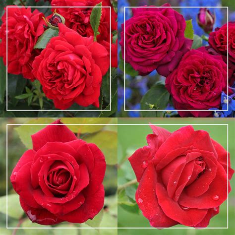 Romantic Red Bouquet Collection – Heirloom Roses