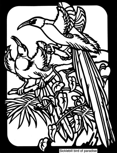 Exotic Birds Stained Glass Coloring Book Colouring Pages Adult