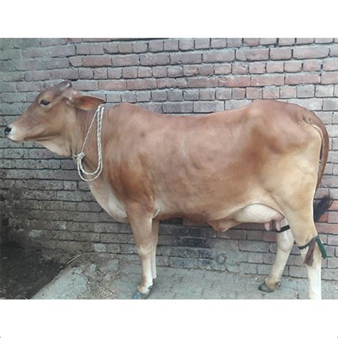 Brown Rathi Cow at Best Price in Karnal, Haryana | Khalsa Dairy Farm