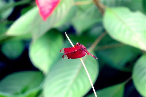 Free Images Nature Leaf Flower Petal Fly Green Red Insect