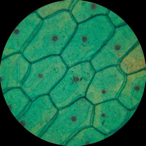 Cell Pictures Of Plant Cells Under A Microscope Plant Cell