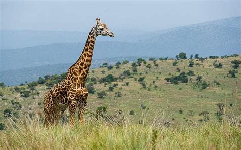 Day Akagera National Park Wildlife Safari And Lake Ihema Tour