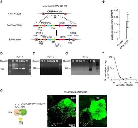 Aavs1 T2 Grna Addgene Inc Bioz