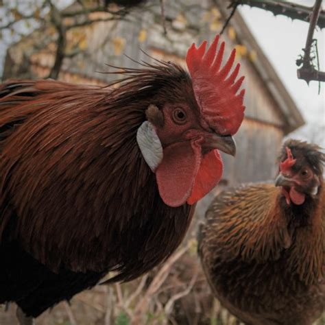 Das Altsteirer Huhn Freilichtmuseum Hessenpark