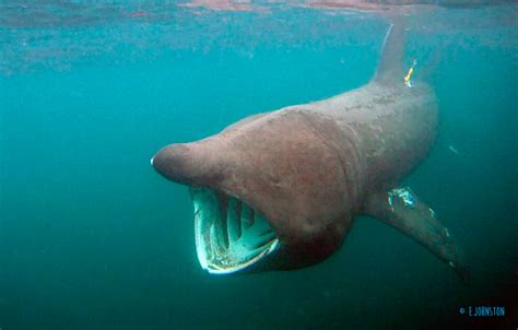 Irish Basking Shark Project | WILDSEA.eu