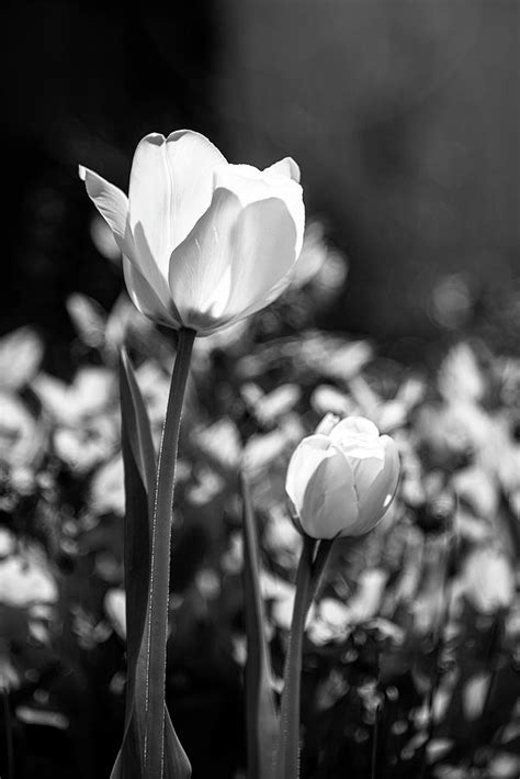 Black and White Garden 3 Photograph by Robert A Merrill - Fine Art America