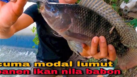 MANCING IKAN JAER NILA PANEN STREK Dungkulfishing YouTube