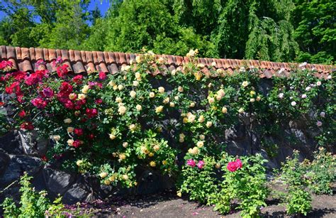 Return to the Biltmore Rose Garden | The Dirt Diaries