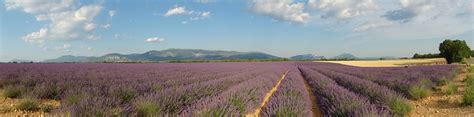 Lavender Provence Violet - Free photo on Pixabay - Pixabay