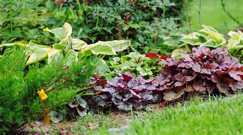 The Difference Between Annuals And Perennials