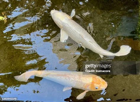 Small Koi Fish Photos And Premium High Res Pictures Getty Images