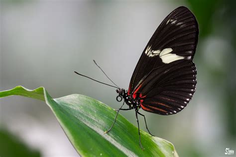 Heliconius Doris Foto And Bild Natur Schmetterling Zoo Bilder Auf