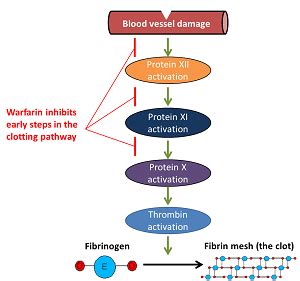 What Is Warfarin Uses Side Effects Study