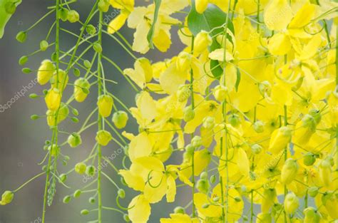 La F Stula De Cassia Es El Rbol Nacional De Tailandia Y Su Flor Es La