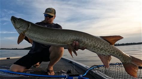 Giant Muskies Inches On Muskies In Hours Youtube