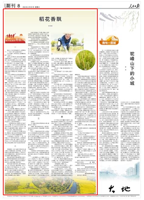 为国家粮食增产30亿斤！《人民日报》点赞湖北省农科院水稻创新团队 荆楚网 湖北日报网