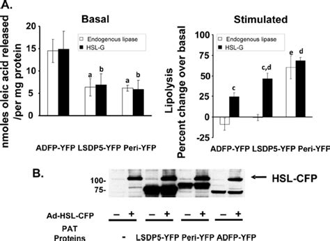 Activation Of PKA Is Required For Increased Lipolysis CHO Flip In