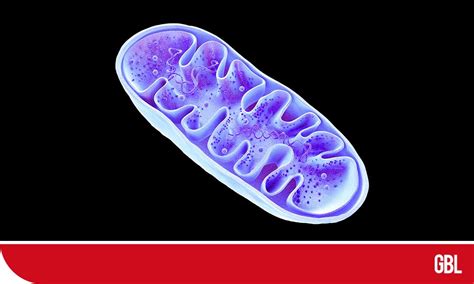 How DNA From Human Mitochondria Works Its Way Into Our Genomes