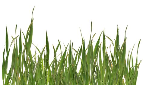 Collection Of Grasses Png Hd Pluspng