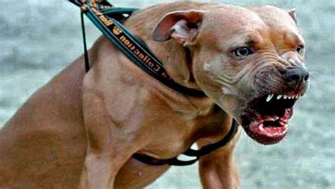 Cómo evitar la agresividad en perros Pitbull