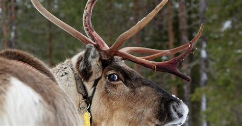 Portrait of Reindeer with Antlers · Free Stock Photo